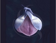 欧洲之星蕊丽私密怎么样？奉上项目原理、注意事项详情来了